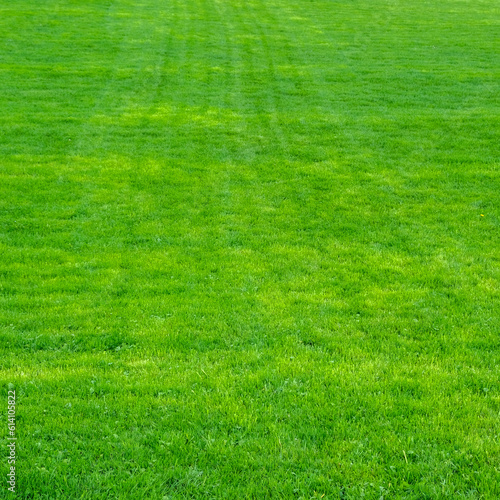 Young green trimmed lawn grass.