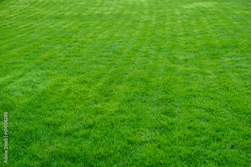 Green trimmed lawn grass.