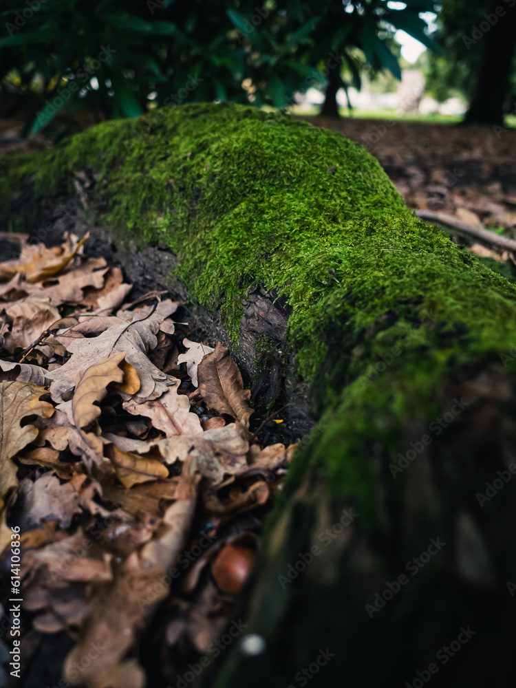 moss on a tree moss on a tree