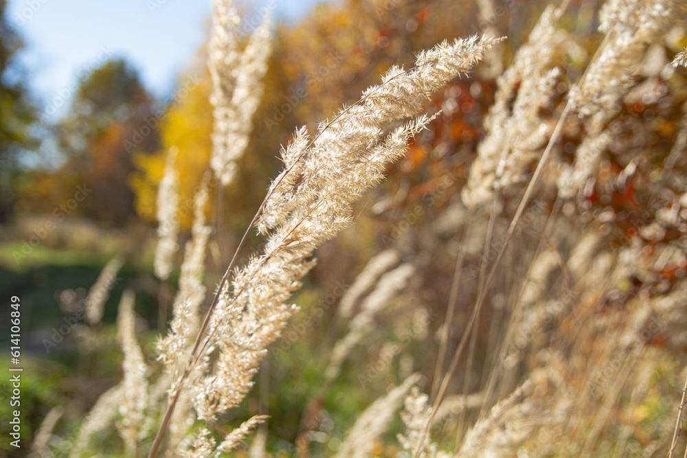 Obraz premium Pampas grass | trawa pampasowa