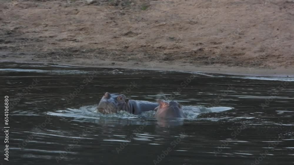 3 Hippopotamus are playing in the water of Treur River Falls, South Africa 3 Hippopotamus are playing in the water of Treur River Falls, South Africa