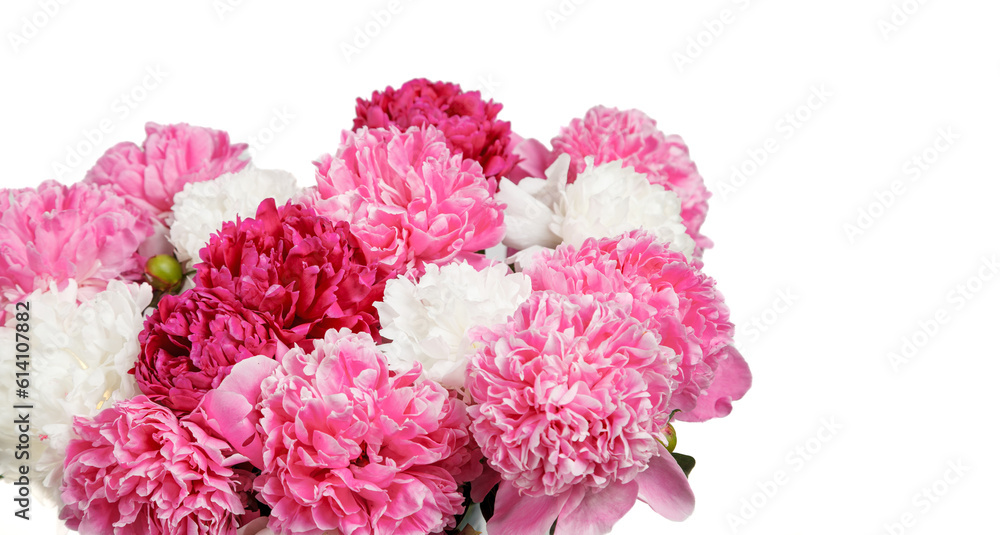beautiful peonies on a white background