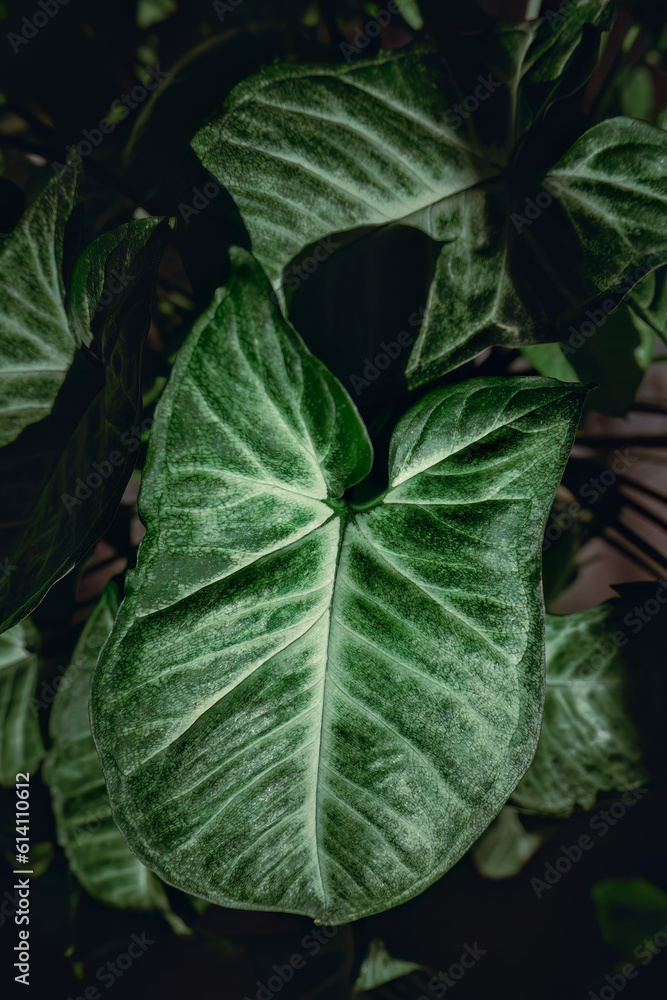 Leaf close-up of a heart-shaped leaves from a Syngonium podophyllum house plant Leaf close-up of a heart-shaped leaves from a Syngonium podophyllum house plant