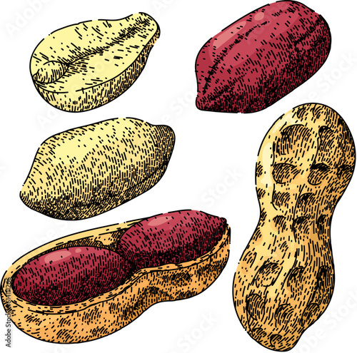 peanut nut food set hand drawn. butter vector, spread illustration, cream snack, jar dried, group texture peanut nut food vector sketch. isolated color illustration