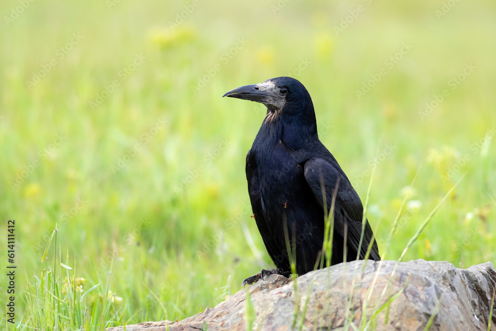 Crow. Rook. (Corvus frugilegus). Green nature background. Crow. Rook. (Corvus frugilegus). Green nature background.