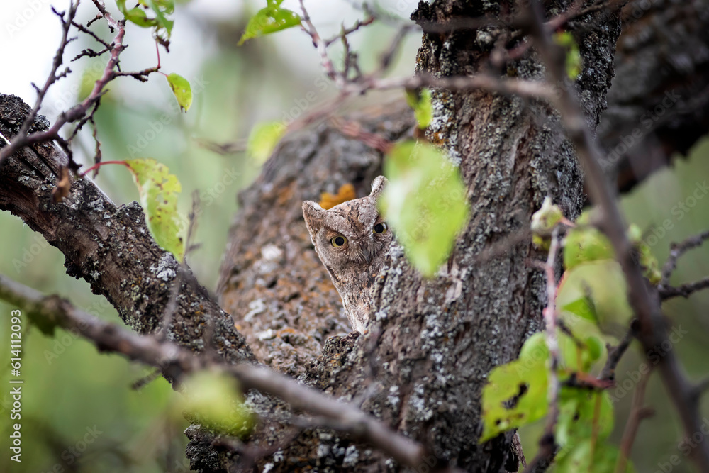 Cute little owl. Green nature background.  Owl.; Eurasian Scops Owl. (Otus scops). 