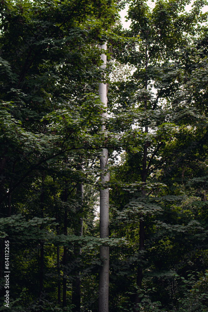 Fototapeta premium Tall trees in the botanical garden.
