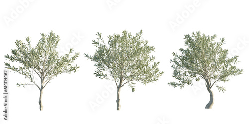 isolated cutout olive tree in 3 different variation, best use for landscape design, best use for post production render