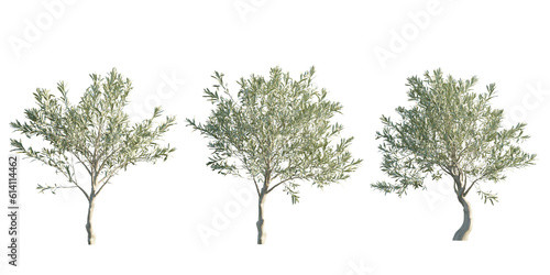 Foto isolated cutout olive tree in 3 different variation, best use for landscape desi
