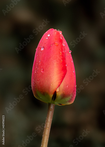 Red tulip with rain drops on dark background