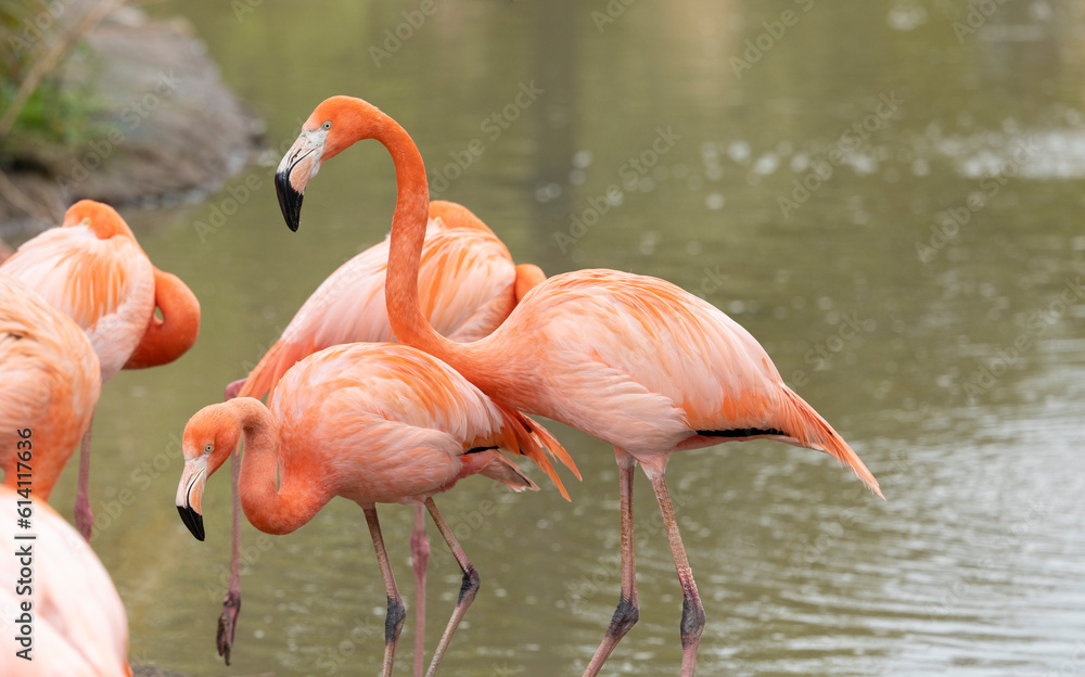 The American flamingo (Phoenicopterus ruber) is a large species of flamingo also known as the Caribbean flamingo The American flamingo (Phoenicopterus ruber) is a large species of flamingo also known as the Caribbean flamingo