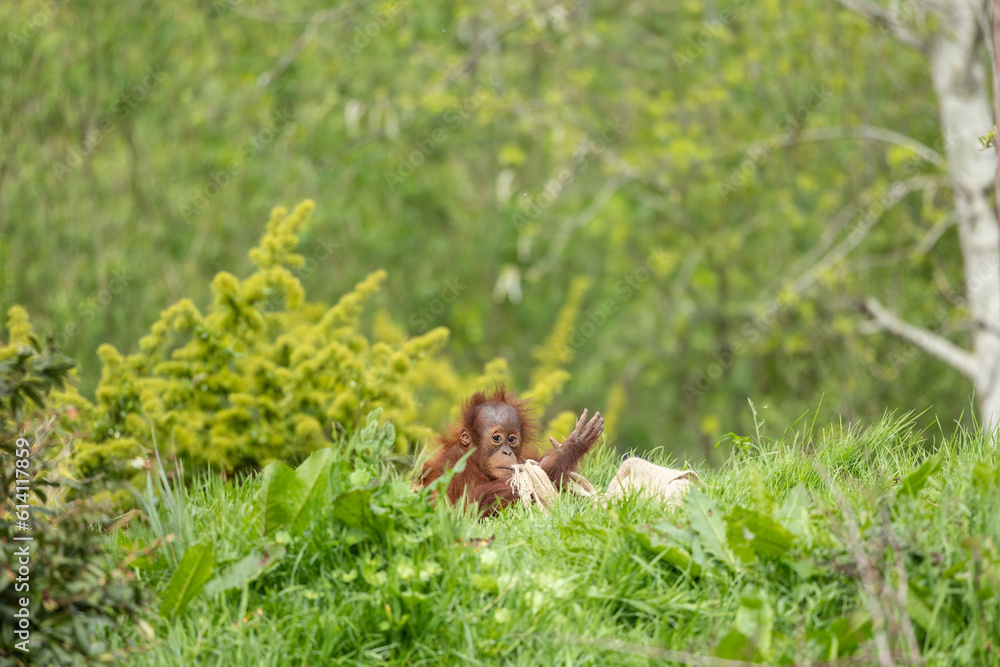Close up view of a baby orangutan
