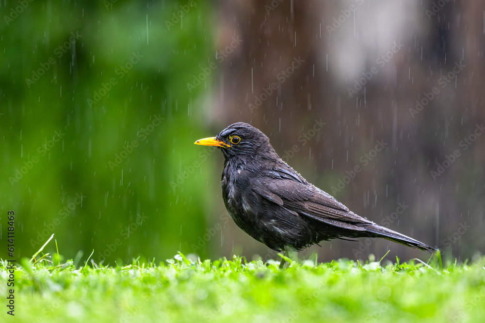 Bird collecting food for chicks in a meadow in the rain. Blackbird, Turdus merula. Bird collecting food for chicks in a meadow in the rain. Blackbird, Turdus merula.
