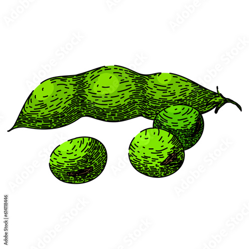 soya bean food plant hand drawn. soy soy, milk vector, seed green, grain protein, organic leaf soya bean food plant vector sketch. isolated color illustration