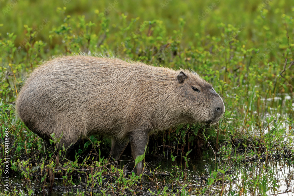 A Capabara, close relative to Guinea Pigs, A Capabara, close relative to Guinea Pigs,
