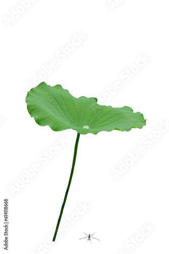 Lotus  green leaf  PNG