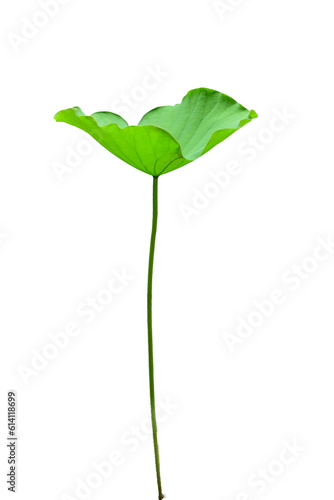 Lotus  green leaf  PNG