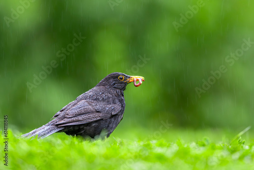 Bird collecting food for chicks in a meadow in the rain. Blackbird, Turdus merula.