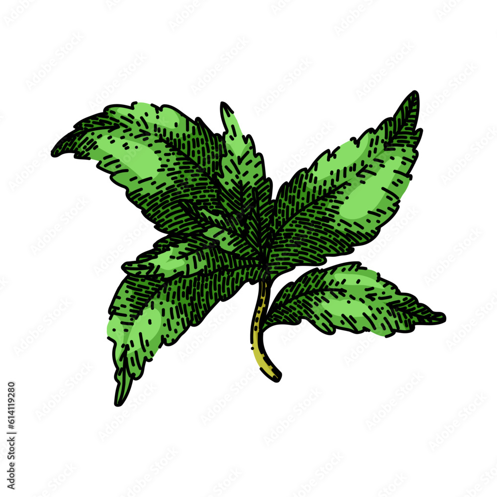 stevia leaf organic hand drawn. plant sugar, green rebaudiana, diet natural, sweetener healthy
