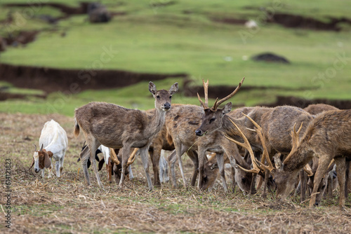 deer and a goat on a farm