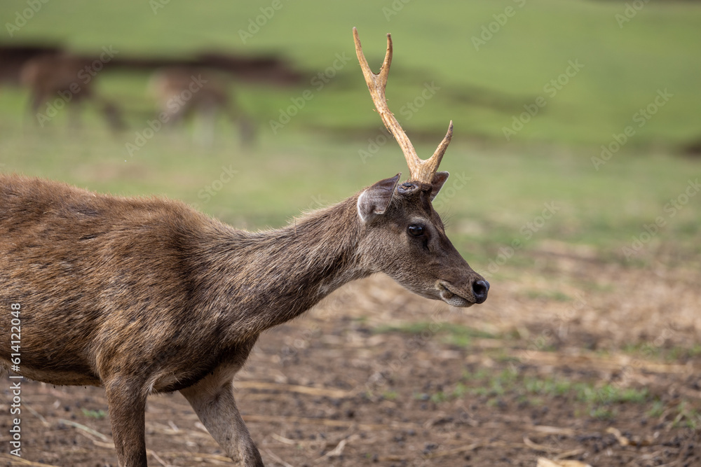 single horn deer in a farm