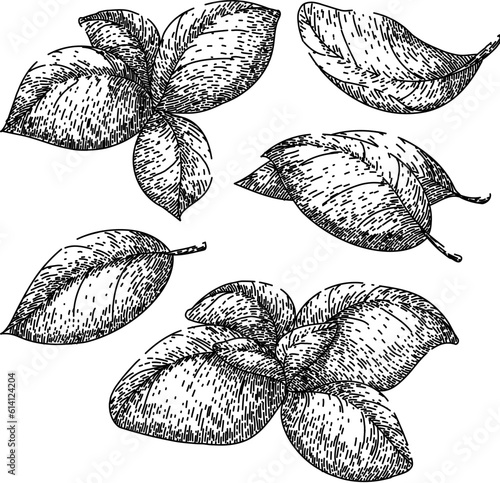basil leaf herb set hand drawn. fresh spice, green plant, food top, vegetable view, salad sweet basil leaf herb vector sketch. isolated black illustration
