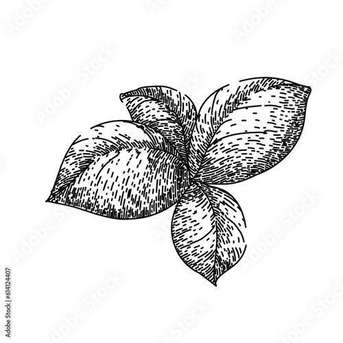 basil leaf herb spice hand drawn. fresh green, plant food, leaves vegetable, view salad, sweet italian basil leaf herb spice vector sketch. isolated black illustration