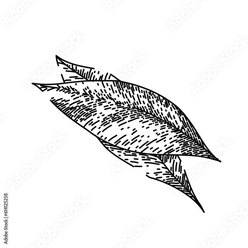 bay leaf herb tree hand drawn. laurel leaves, dry green, top fresh, cooking plant, sketch indian bay leaf herb tree vector sketch. isolated black illustration