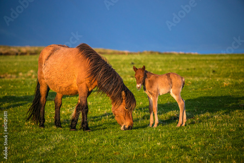 Icelandic horse in the scenic nature landscape of Iceland. The Icelandic horse is a breed of horse developed in this country.
