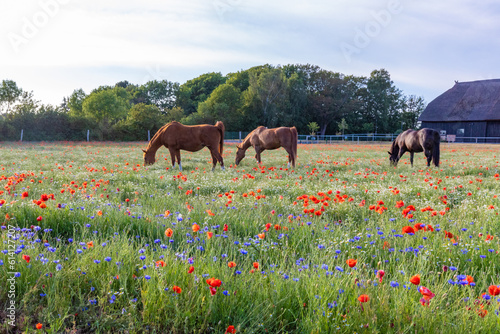 Pferde im Blumenfeld, Kornblumen, Klatschmohn an der Ostsee. photo
