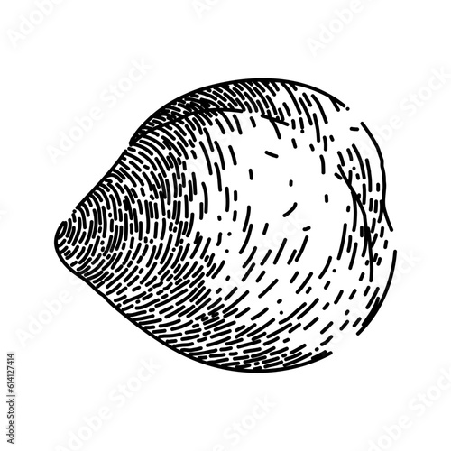 chickpea hummus pea hand drawn. food vector, raw arabic, shot vegetable, top chana, cooking view chickpea hummus pea vector sketch. isolated black illustration