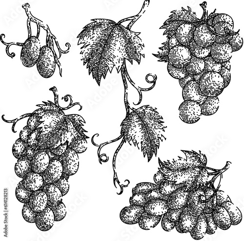grape food bunch set hand drawn. green fruit, vine wine, vine berry, red purple, leaf autumn grape food bunch vector sketch. isolated black illustration