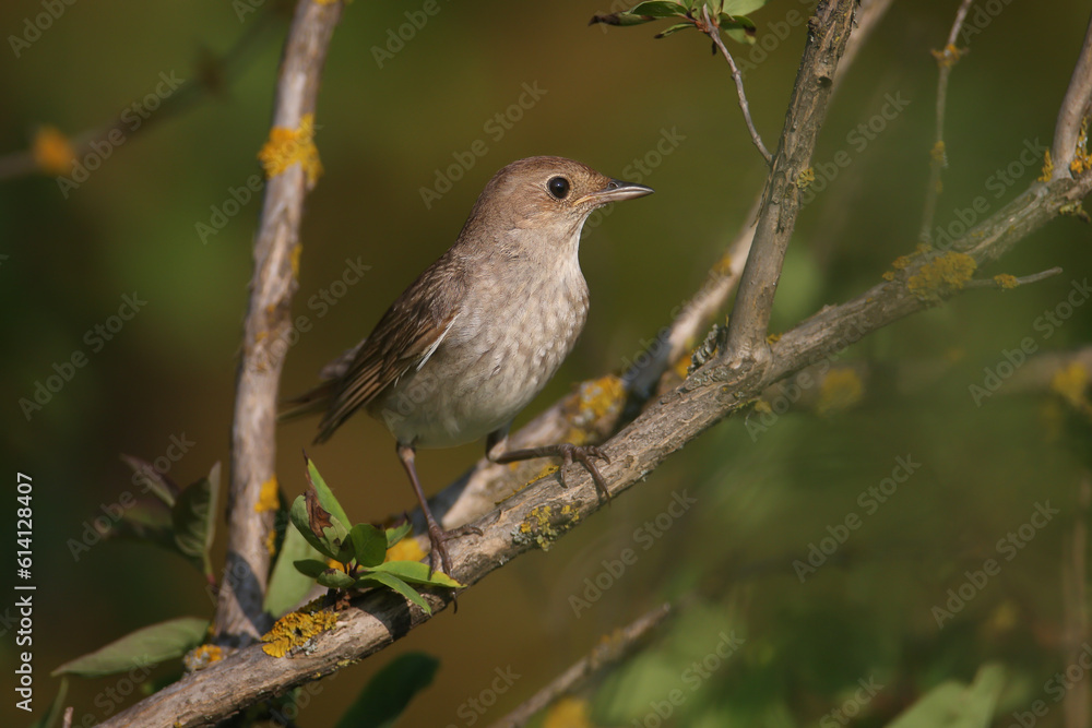 An adult Oriental Nightingale (Luscinia luscinia) photographed in close-up on various branches of a dense bush. Detailed plumage photos and identifying features are clearly visible An adult Oriental Nightingale (Luscinia luscinia) photographed in close-up on various branches of a dense bush. Detailed plumage photos and identifying features are clearly visible