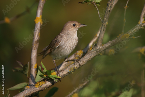 An adult Oriental Nightingale (Luscinia luscinia) photographed in close-up on various branches of a dense bush. Detailed plumage photos and identifying features are clearly visible © VOLODYMYR KUCHERENKO