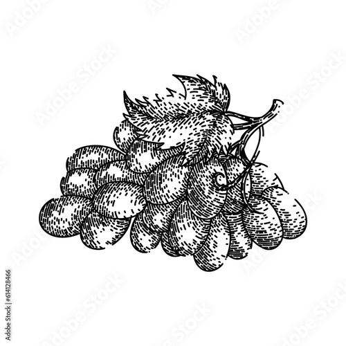 grape bunch blue hand drawn. green fruit, vine food, wine fresh, berry red, purple leaf grape bunch blue vector sketch. isolated black illustration