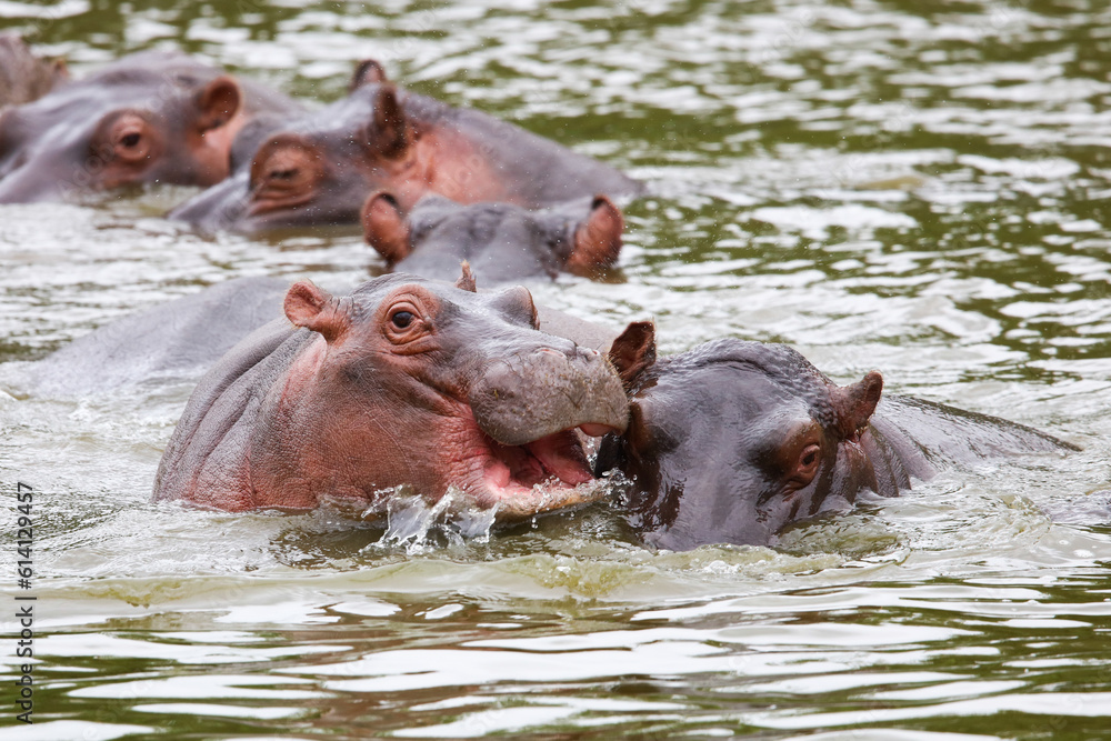 Hippo playing with open mouth in river water Hippo playing with open mouth in river water