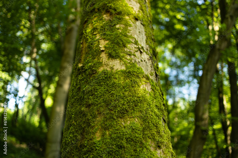 Obraz premium Bottom view of forest trees. Nature green wood sunlight backgrounds.