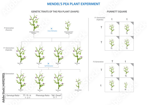 Billede på lærred Mendel's pea experiment, Foundational genetics through cross-breeding analysis