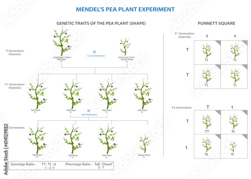 Mendel's pea plant experiment laid the foundation for modern genetics, revealing principles of inheritance through systematic cross-breeding analysis.