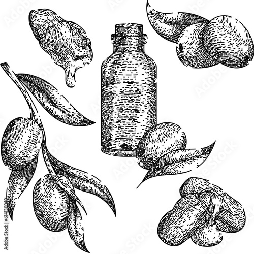 jojoba oil plant set hand drawn. seed vector, illustration flower, sketch avocado, leaf top, bottle argan jojoba oil plant vector sketch. isolated black illustration
