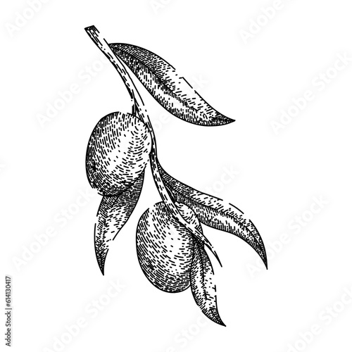 jojoba oil plant hand drawn. seed vector, illustration flower, sketch avocado, leaf top, bottle argan jojoba oil plant vector sketch. isolated black illustration