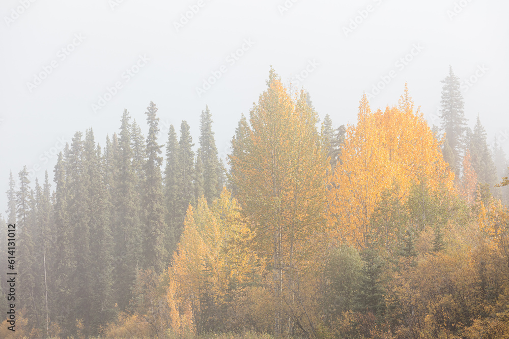 Fog in a boreal forest with coniferous trees and aspen trees in autumn colors Fog in a boreal forest with coniferous trees and aspen trees in autumn colors