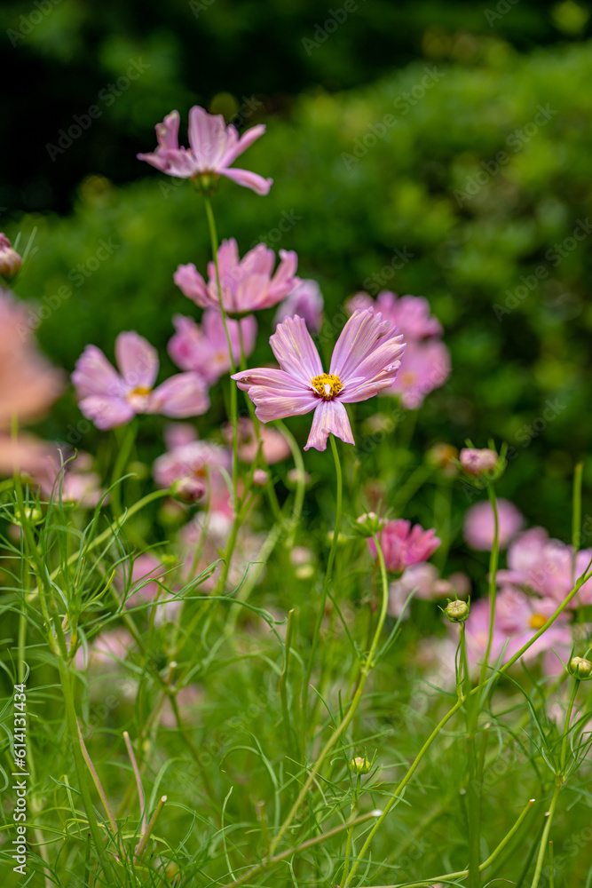 Fototapeta premium garden