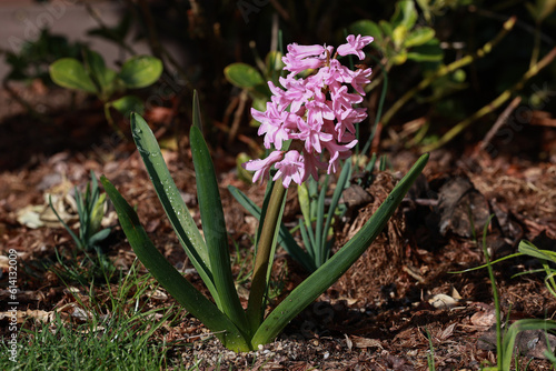 Hyacinths in the summer garden in bloom.