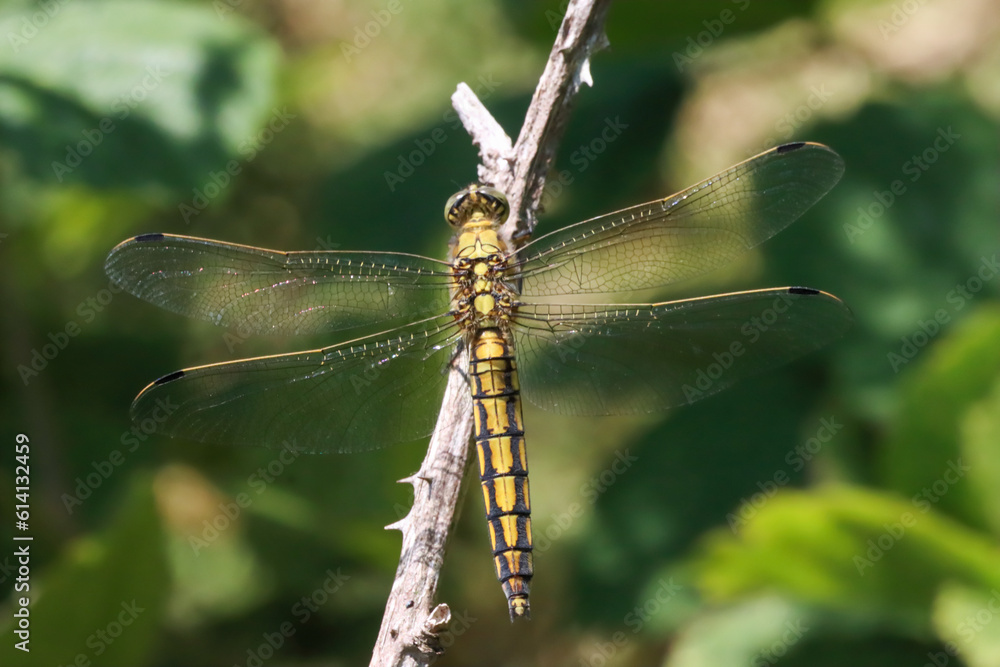 A closeup of a Broad Bodied Dragonfly that has landed on a leaf A closeup of a Broad Bodied Dragonfly that has landed on a leaf