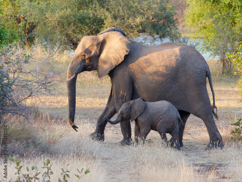 Fototapeta premium Mother and baby elephant walking across the path in Zambezi National Park, Zimbabwe