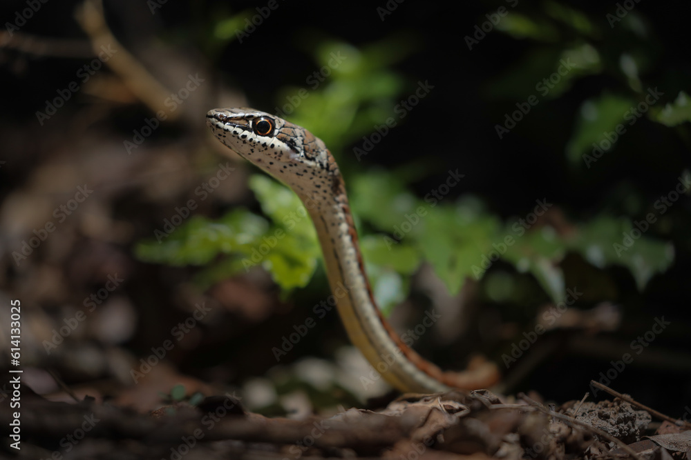 Fototapeta premium Snake moving around on the ground and striking a defensive pose
