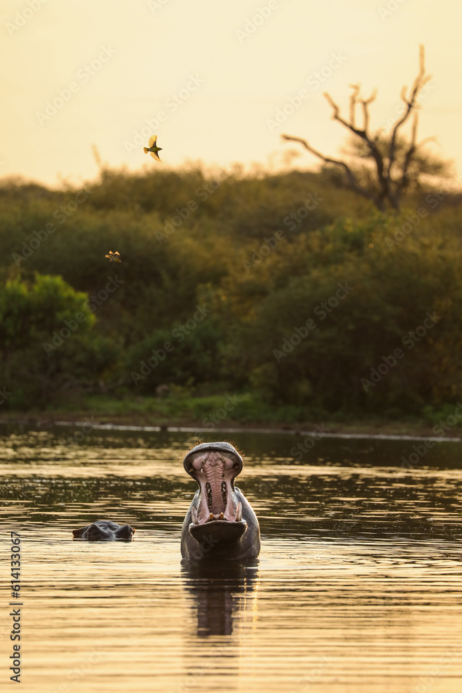 Fototapeta premium Hippo yawning from inside a dam as the sun sets behind the bushes and trees, Kruger National Park