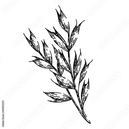 oatmeal oat plant hand drawn. bowl cereal, porridge breakfast, healthy blueberry, food s, fruit muesli oatmeal oat plant vector sketch. isolated black illustration