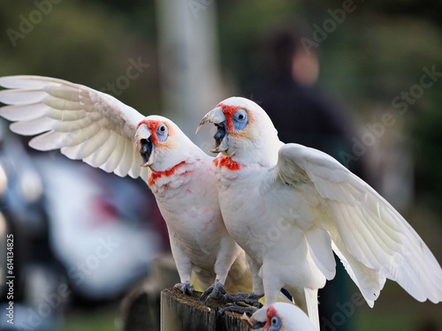 white cockatoo parrot photo